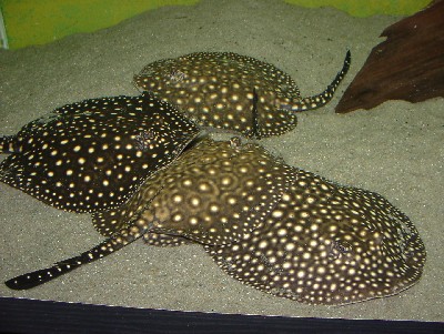 4 Jungtiere im Aufzuchtbecken