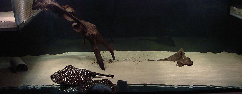 Becken 270 mal 120 mal 80 cm